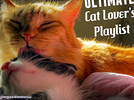 35 låtar om katter och människor som inte kan leva utan dem