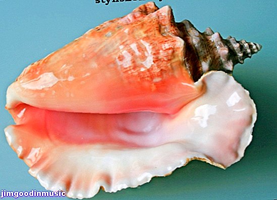 Conch-skaller som musikinstrumenter og i levende havsnegle