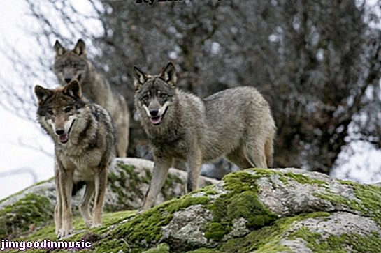 개, 여우, 늑대에서 영감을 얻은 클래식 음악 8 곡